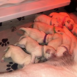 Labrador Retriever Puppies from SR Labrador Retrievers