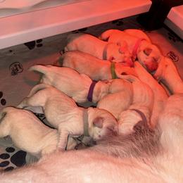Labrador Retriever Puppies from SR Labrador Retrievers