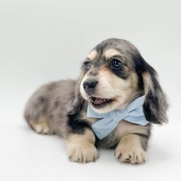 Elliot - Dapple male Dachshund puppy in Moses Lake, Washington from Evergreendox Dachshunds