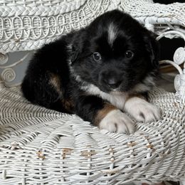 Miniature Australian Shepherd Puppies from JW Ranch