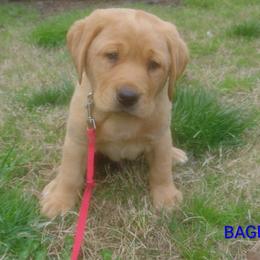 Bagel - Yellow male Labrador Retriever puppy in Prince George, Virginia from Kingdom Kenelz Labradors