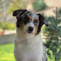 Izzy - Australian Shepherd