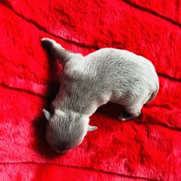 Bluey - Blue male Chihuahua puppy in Framingham, Massachusetts from Boston Chi Chis