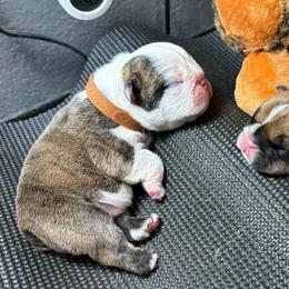 Bill Anderson - Brown Collar - Red brindle and white male Bulldog puppy in Krum, Texas from K & K Little Blessings