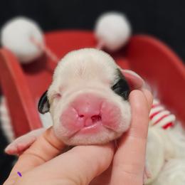 Willow - White female Boxer puppy in East Moline, Illinois from WildRiver Boxers