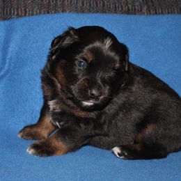 Kit Fisto - Black tri male Miniature American Shepherd puppy in Hillsdale, Michigan from Faithwalk Aussies and Mini American Shepherds