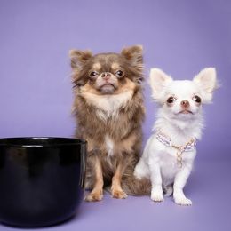Chihuahua Puppies from Petits Chihuahuas