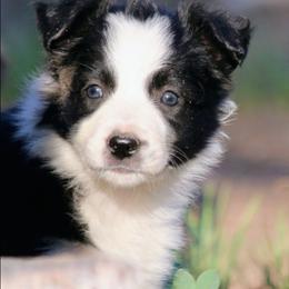 Mya - Black and white female Border Collie puppy in Custer, South Dakota from Pinpoint Border Collies