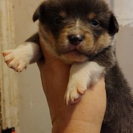 Boy 2 - Gray and white male American Corgi puppy in Odessa, Missouri from LOYAL T K9's CORGIS