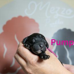 Pumpkin - Black female Poodle puppy in Spring Branch, Texas from Mezzo Poodles