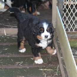 Bernese Mountain Dog Puppies from Baby Bear Bernese Kennel