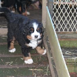 Bernese Mountain Dog Puppies from Baby Bear Bernese Kennel