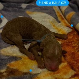 Corra - blue collar - Apricot female Goldendoodle puppy in Puyallup, Washington from Dawnie’s Doodles