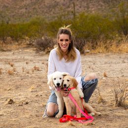 Golden Retriever Puppies from Top Gun Golden Retrievers