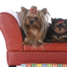 Xoloitzcuintli and Yorkshire Terriers from Terrifical Yorkies and Xoloitzquintli (toy)