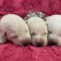 American Eskimo Dog and German Shepherd Puppies from Lone Cone Kennels