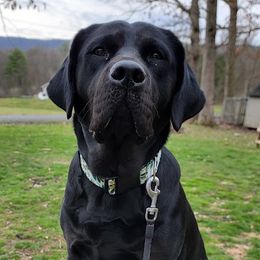 Mae - Labrador Retriever