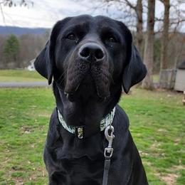 Mae - Labrador Retriever