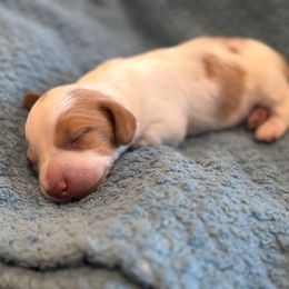 Chili - Piebald male Dachshund puppy in Corona, California from M & M Doxies