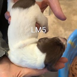 Boy 4 - Black and white German Shorthaired Pointer puppy in Appleton, Wisconsin from Kay Quaintance's German Shorthaired Pointers