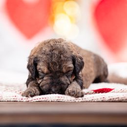 Poodle Puppies from Setting the Standard Poodles