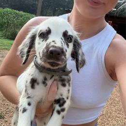 Oliver - White and liver brown male Dalmatian puppy in Bremen, Georgia from Clark’s Dalmatians