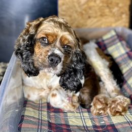 Tink - Cocker Spaniel