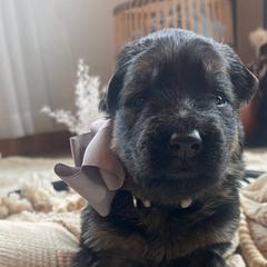 Lavender Collar Female - Black and red German Shepherd puppy in Saint Louis, Michigan from drei Stränge German Shepherds