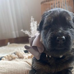 Lavender Collar Female - Black and red German Shepherd puppy in Saint Louis, Michigan from drei Stränge German Shepherds