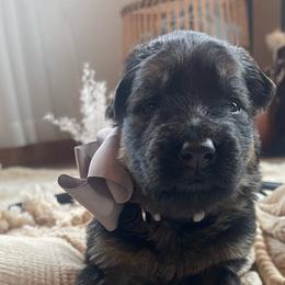 Lavender Collar Female - Black and red German Shepherd puppy in Saint Louis, Michigan from drei Stränge German Shepherds