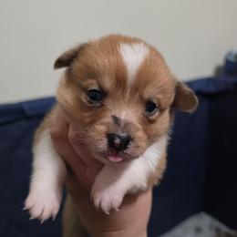 Boy 1 - Sable merle and white male American Corgi puppy in Tallahassee, Florida from Koko's Korgis
