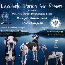 Roman - Great Dane