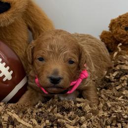 Jersey - Pink Collar - Apricot female Goldendoodle puppy in Cape Coral, Florida from Nay Nays Mini Doodles