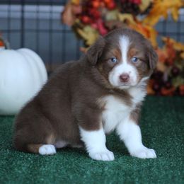 Caramel - Red tri-color female Australian Shepherd puppy in Circleville, Utah from Canyon Creek Aussies