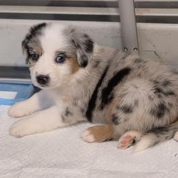 Kenai (kee-nye) - Blue merle female Australian Shepherd puppy in Solon, Maine from Mountain Range Australian Shepherds