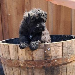 Rebellious Chanel Number 5 - Brindle female Bouvier des Flandres puppy in Cazenovia, New York from Rebellious Bouvier