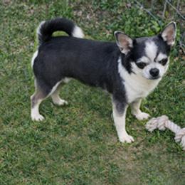 Chihuahua puppies from Guys Cajun Paws