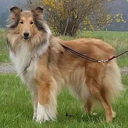 Cleo - Collie