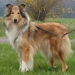 Cleo - Collie