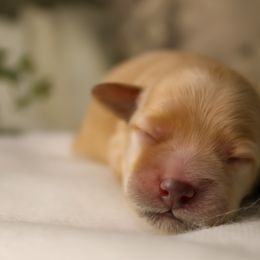 Bernedoodles, Goldendoodles, and Schnoodles from Adirondack Poodles Goldendoodles,Bernedoodles & Schnoodles