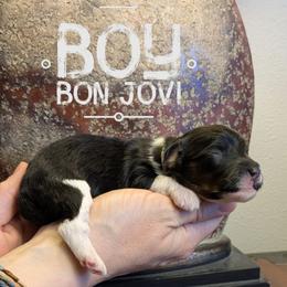 Bon Jovi - Tri-color male Bernedoodle puppy in Cambridge, Minnesota from Country Meadow Doodles