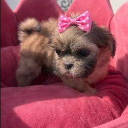 Paris - Sable female Shih Tzu puppy in Burlington, North Carolina from Nancy’s Lil’Shih Tzus