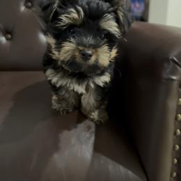 Boy 1 - Black and tan male Yorkshire Terrier puppy in San Diego, California from Rubiez Yorkiez