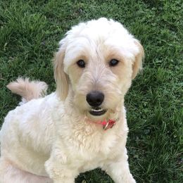 Skye - Goldendoodle