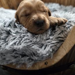 Green Boy - Dark golden male Golden Retriever puppy in Pasco, Washington from Rodgers Retrievers