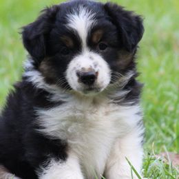 Girl 2 (pink collar) - Miniature Australian Shepherd puppy from E4 Farm Mini Aussie’s