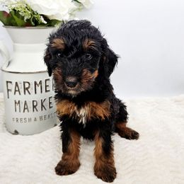 Twizzler - Phantom female Bernedoodle puppy in Neillsville, Wisconsin from Rose River Farms