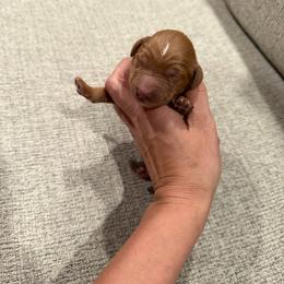 Pink - Apricot female Goldendoodle puppy in Bakersfield, California from Lavish Doodles