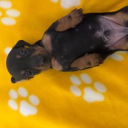 Black and tan male - Black and tan male Dachshund puppy in Rome, Georgia from Jade’s Dachshunds