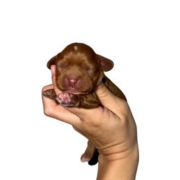 Duke - Ruby male Cavalier King Charles Spaniel puppy in Gonzales, Texas from Veach Cavaliers & Farm